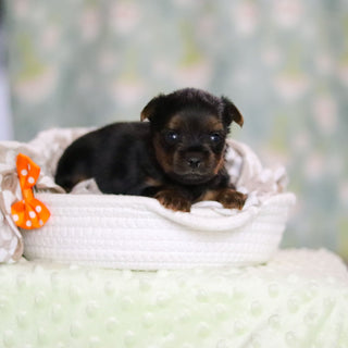 Stafford - Available 6/25