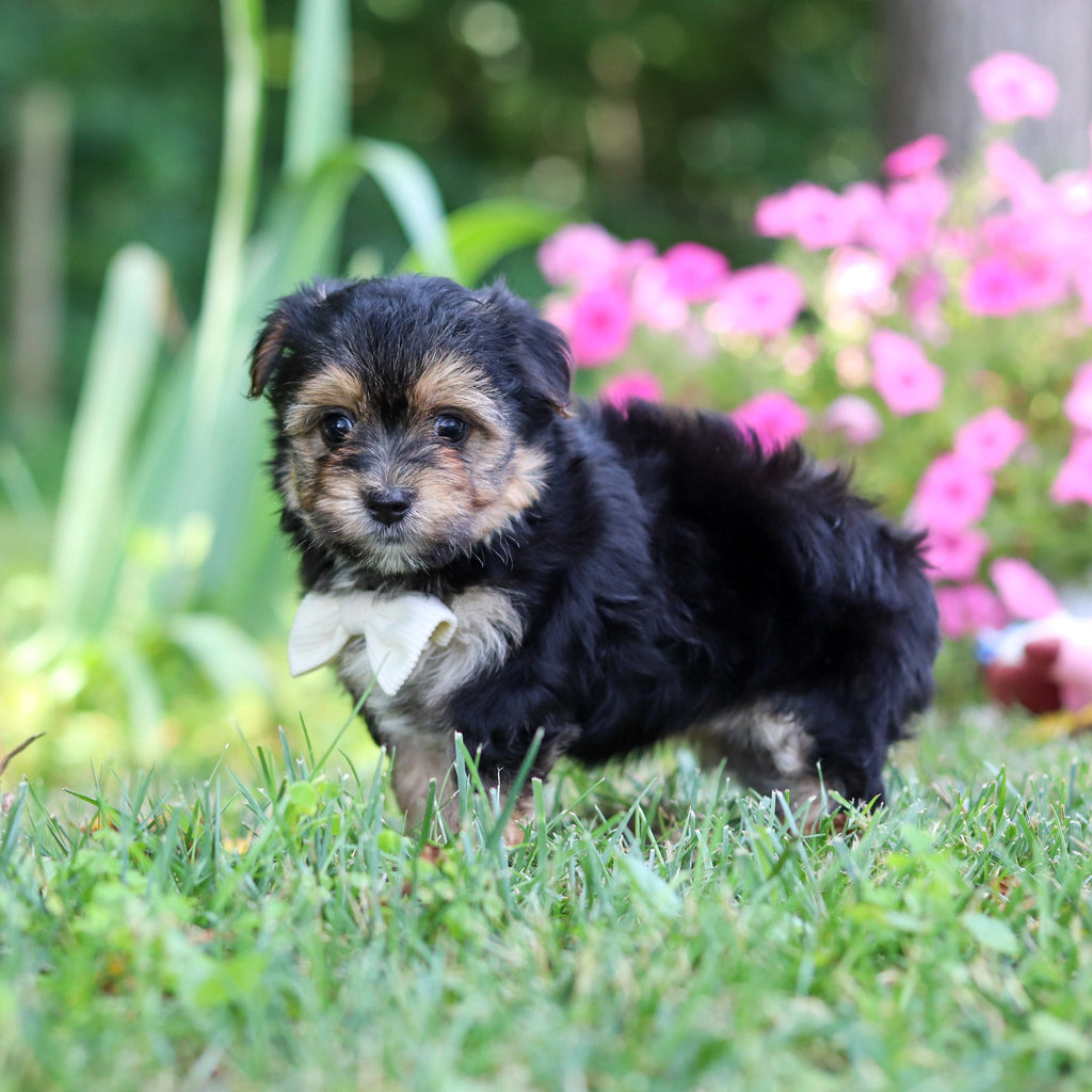 Scout - Available 8/6