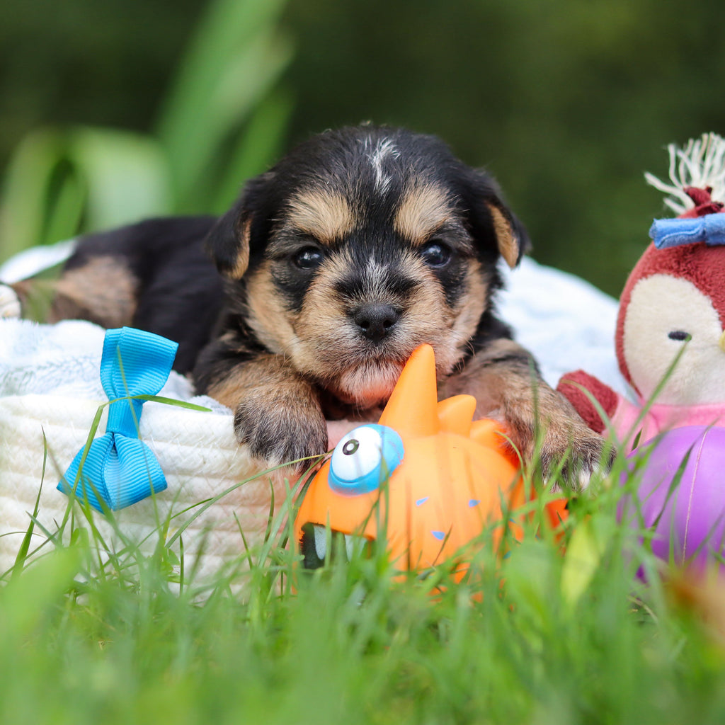 Bodie - Available 10/25