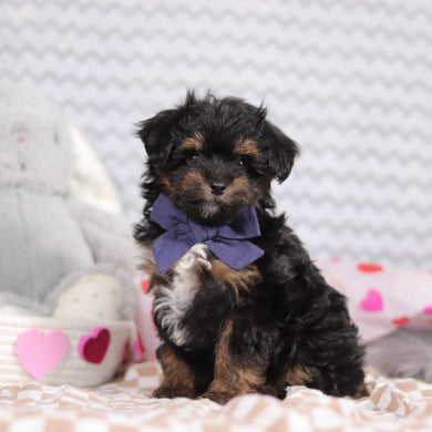 Leonardo - Available 2/12