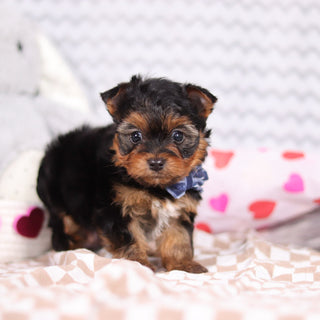 Raven - Available 2/12