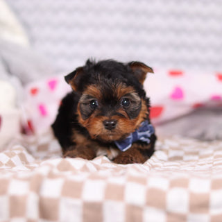 Raven - Available 2/12