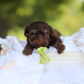Moki - Available 8/20