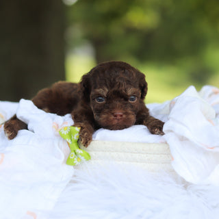 Moki - Available 8/20