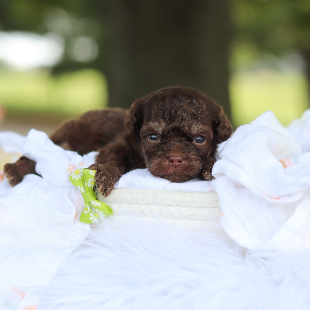Moki - Available 8/20