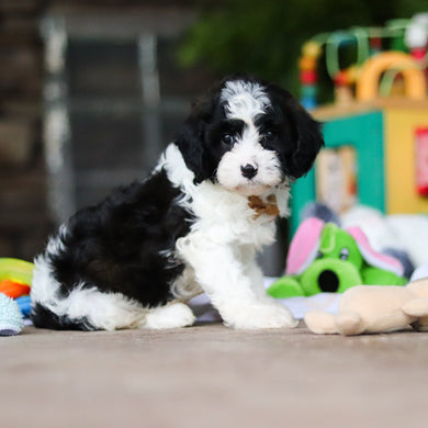 Gustav - Available 8/6