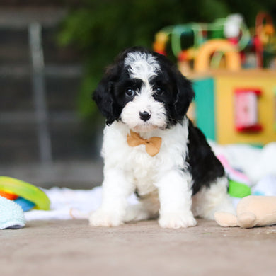 Gustav - Available 8/6