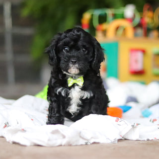 Griffin - Available 8/6