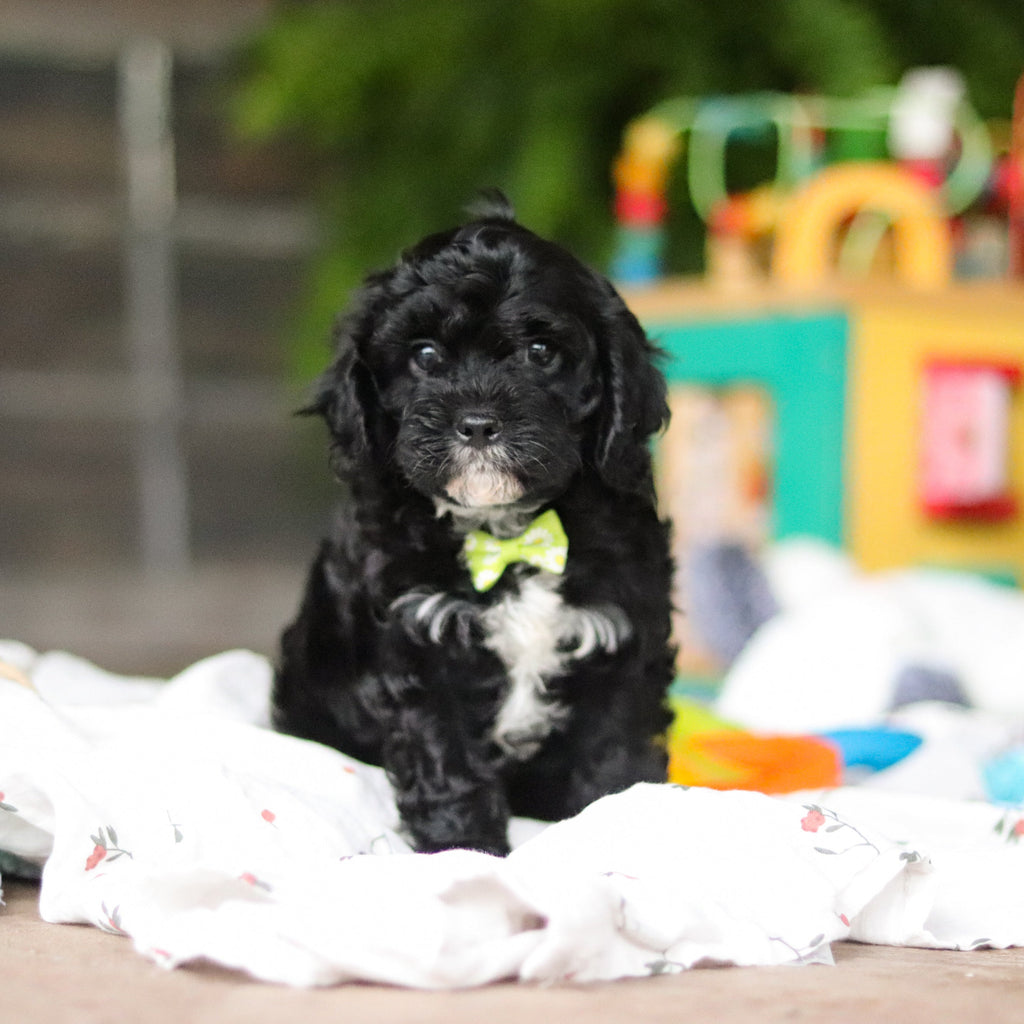 Griffin - Available 8/6