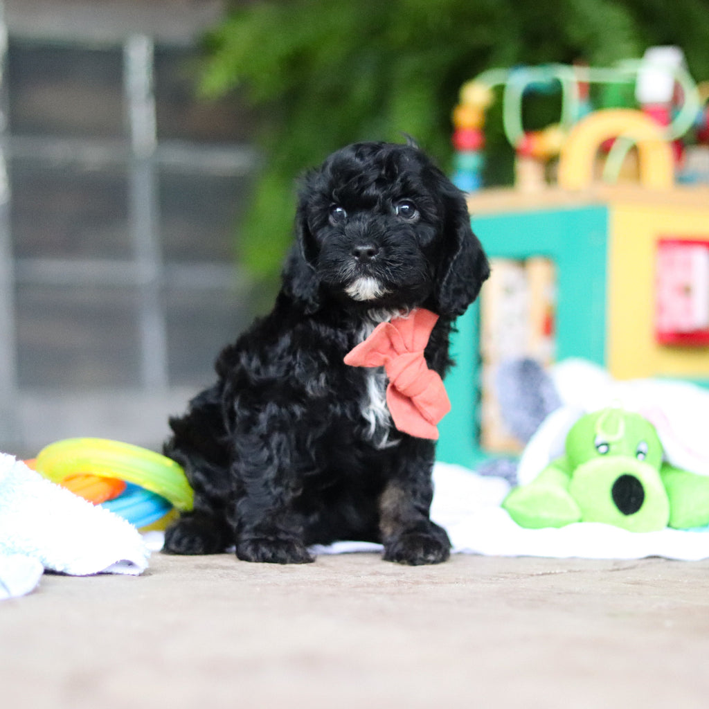 Gruff - Available Now