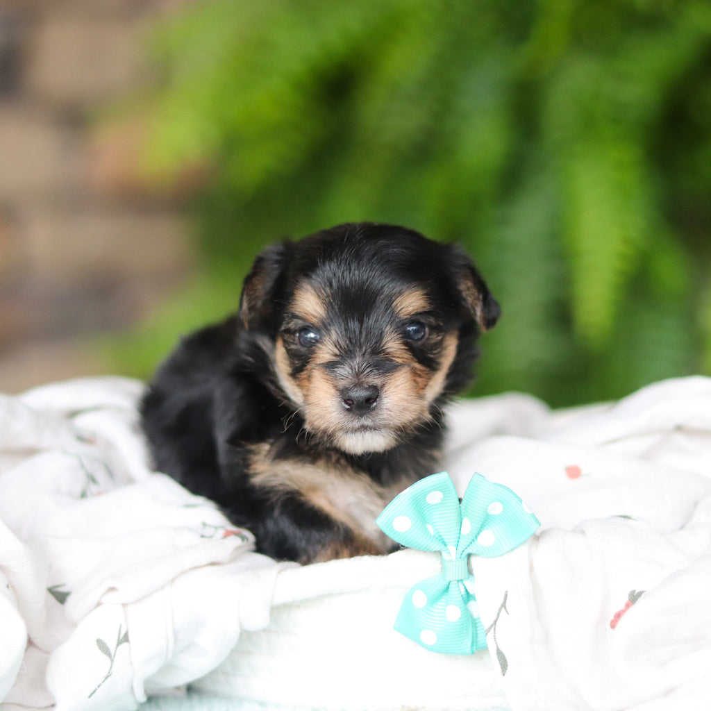 Marco - Available 8/27