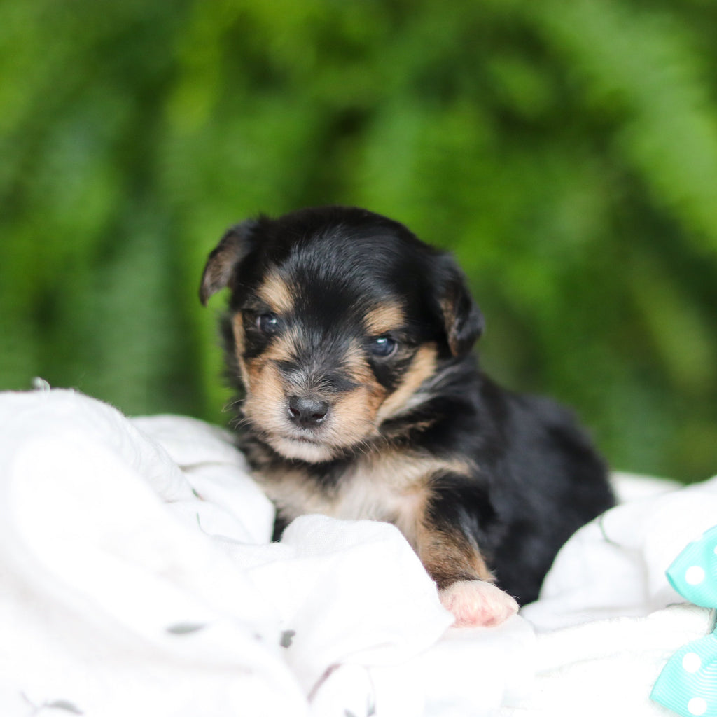 Marco - Available 8/27
