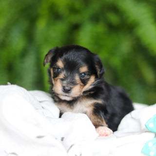 Marco - Available 8/27