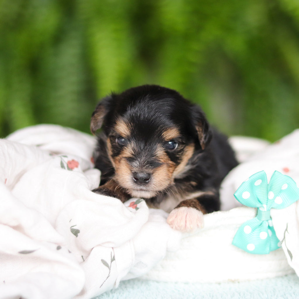 Marco - Available 8/27