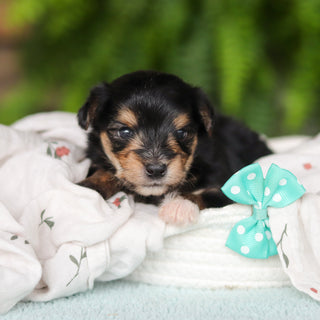 Marco - Available 8/27