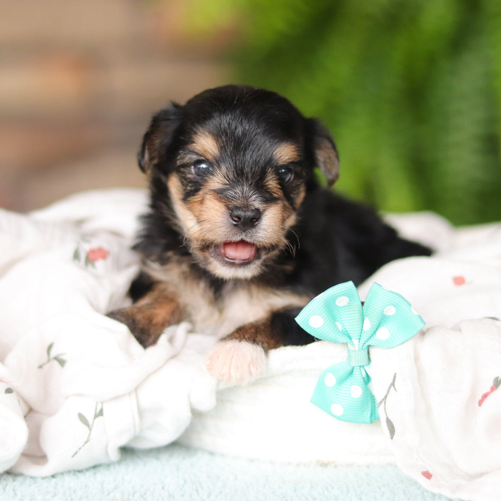 Marco - Available 8/27
