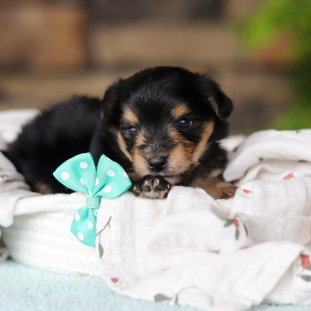 Marco - Available 8/27