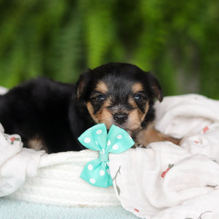 Marco - Available 8/27
