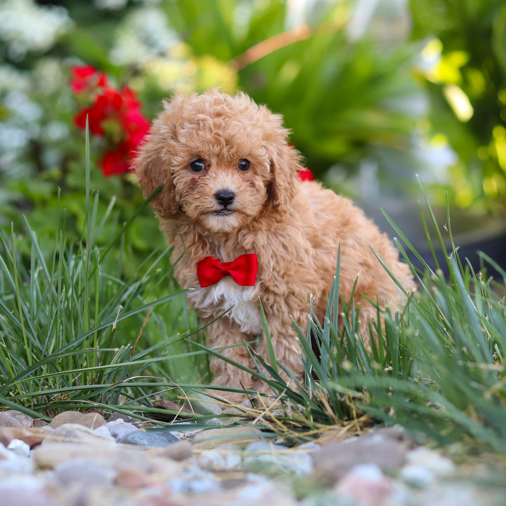 Oslo - Available Now
