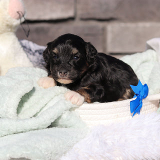 Reggie - Available 6/18