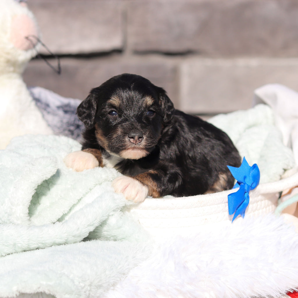 Reggie - Available 6/18