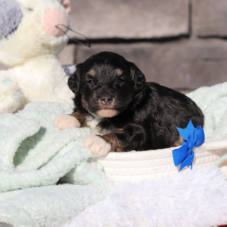 Reggie - Available 6/18