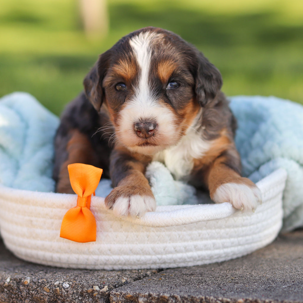 Charlie *PRE-TRAINED* - Available Now