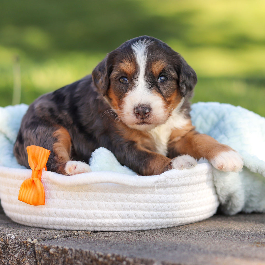 Charlie *PRE-TRAINED* - Available Now