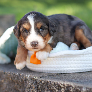 Charlie *PRE-TRAINED* - Available Now