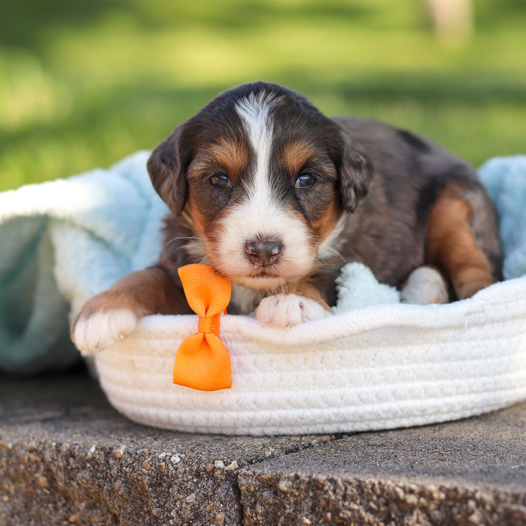 Charlie *PRE-TRAINED* - Available Now