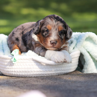 Rondo - Available 6/18