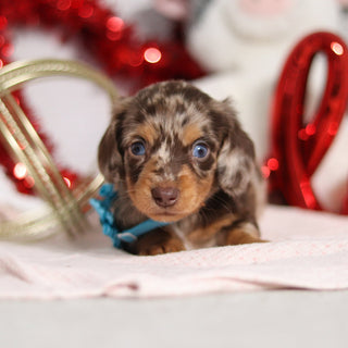 Theodore - Available 2/26