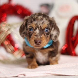 Theodore - Available 2/26