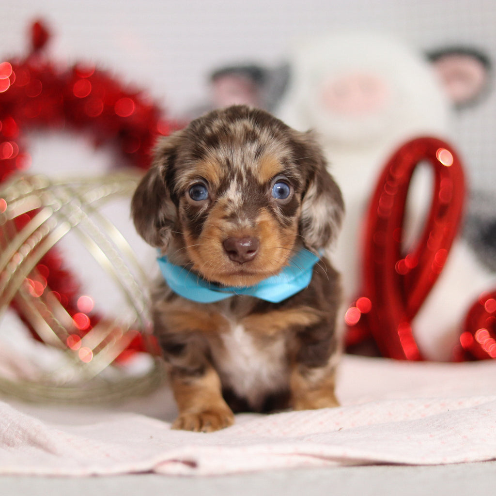 Theodore - Available 2/26