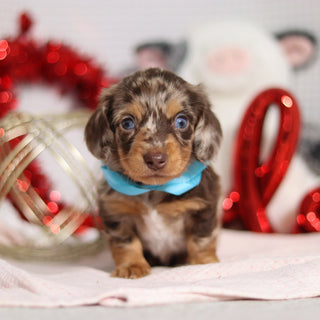 Theodore - Available 2/26