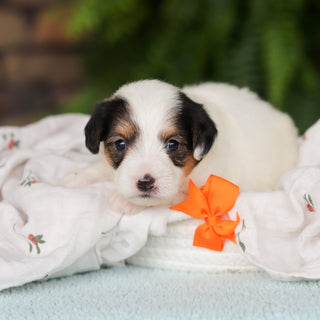 Elvis - Available 8/27