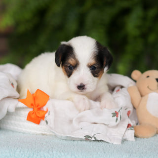 Elvis - Available 8/27
