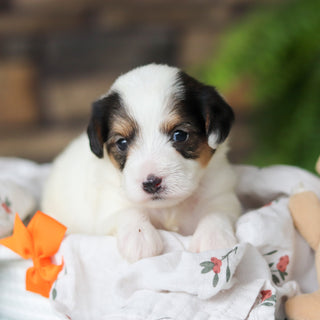 Elvis - Available 8/27