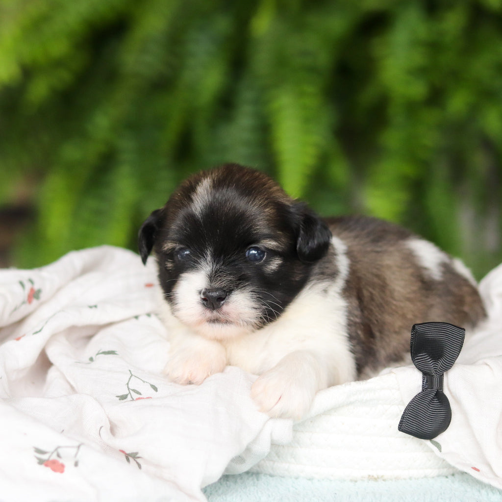 Gibby - Available 8/27