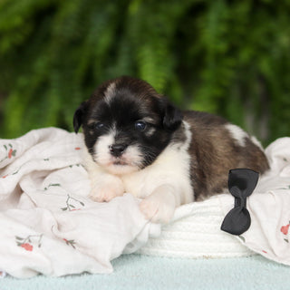 Gibby - Available 8/27