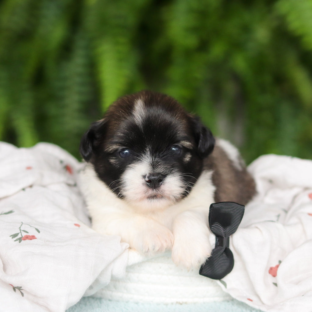 Gibby - Available 8/27
