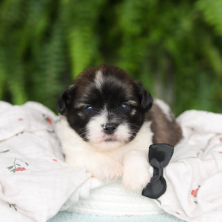 Gibby - Available 8/27
