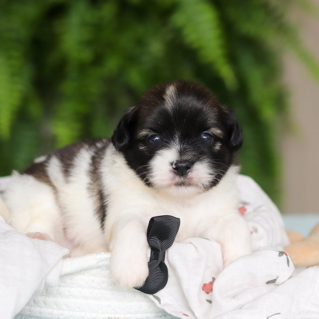 Gibby - Available 8/27