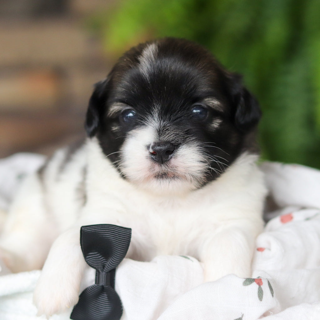 Gibby - Available 8/27