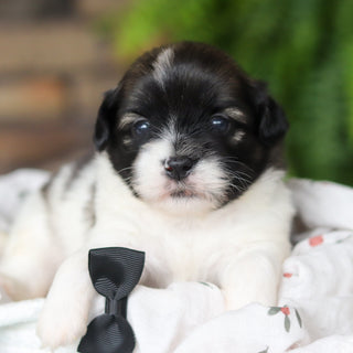 Gibby - Available 8/27