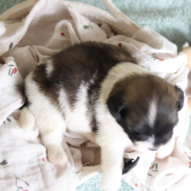 Gibby - Available 8/27