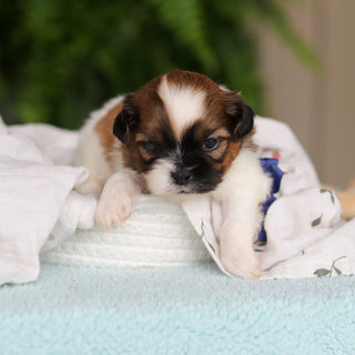 Georgie - Available 8/27