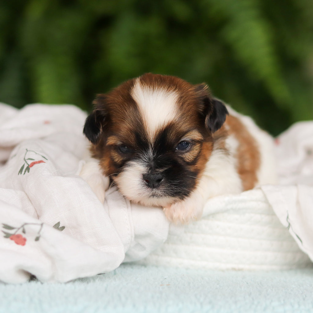 Georgie - Available 8/27