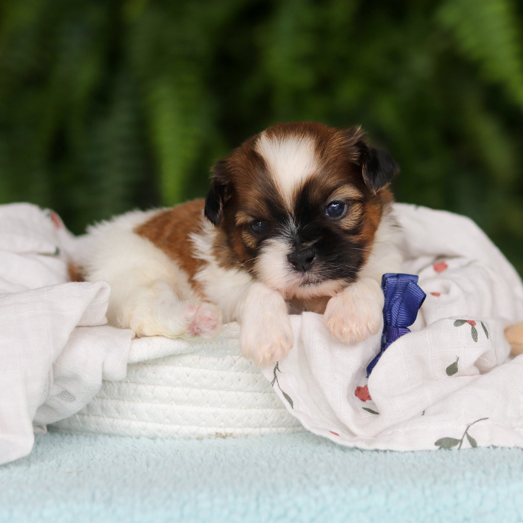Georgie - Available Now