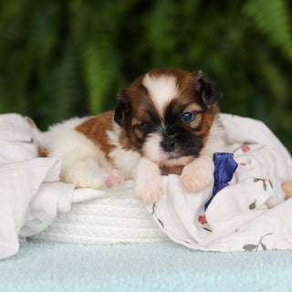 Georgie - Available 8/27